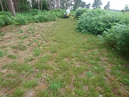 Bracken spraying