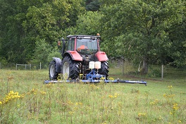 Weedwiping ragwort