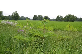 Giant hogweed