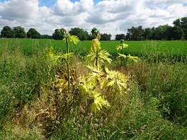 Sprayed giant hogweed