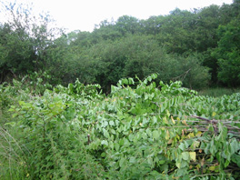 Cut Japanese knotweed