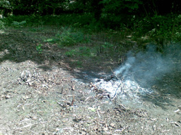 Burning cut Japanese knotweed