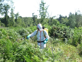 Knapsack spraying of bracken