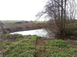 Great crested newt pond