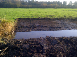 Water vole manangement