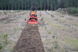 Woodlark plots