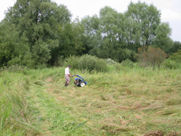 Mowing fen vegetation