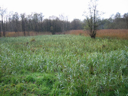 Regrowth after fen mowing