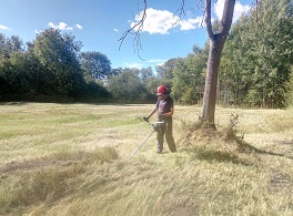 Brushcutting fen vegetation