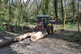 Skidding sycamore