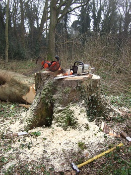 Sycamore stump