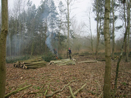 Coppicing