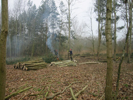 Coppicing