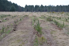 Inter crop row mulching