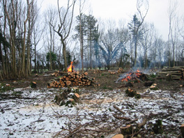 Coppicing