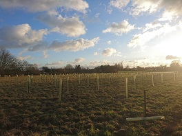 Tree planting