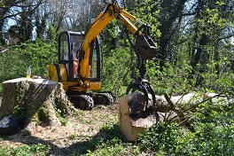 Mini digger lifting sycamore