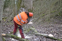 Poplar felling