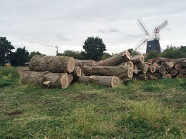 Poplar stack