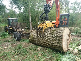 Timber grapple and poplar