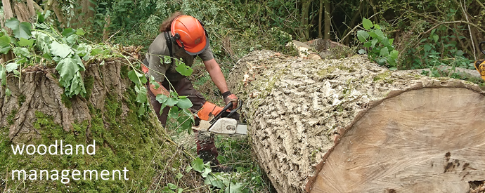 Cross cutting poplar